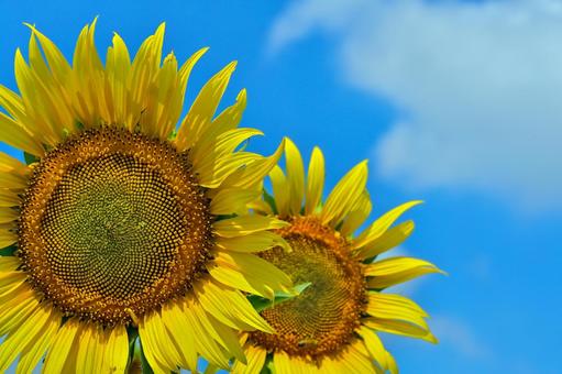 ヒマワリの花 ヒマワリの花 ひまわり,ひまわり畑,アウトドアの写真素材