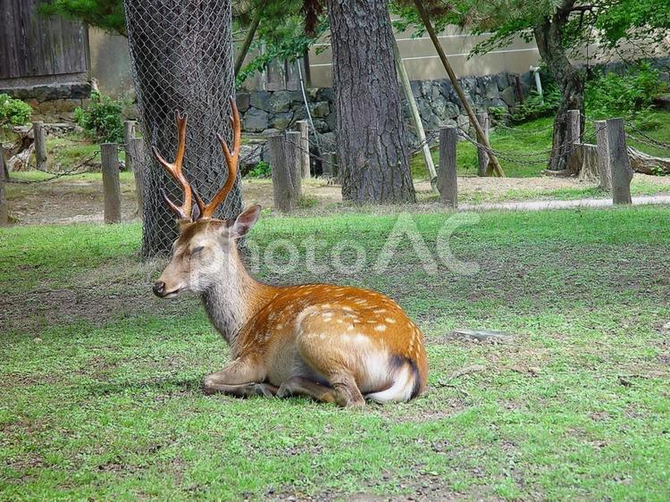 寝そべる牡鹿 シカ,動物,哺乳類の写真素材