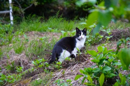 山の中の白黒の野良ねこ2 ネコ,黒猫,町ネコの写真素材