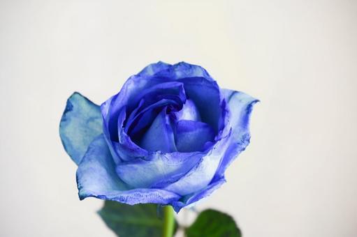 青い薔薇 青い薔薇の写真