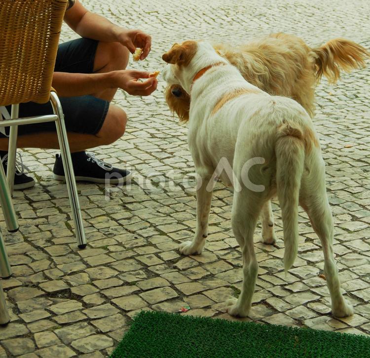 餌をもらう犬たち 哺乳類,動物,野外の写真素材