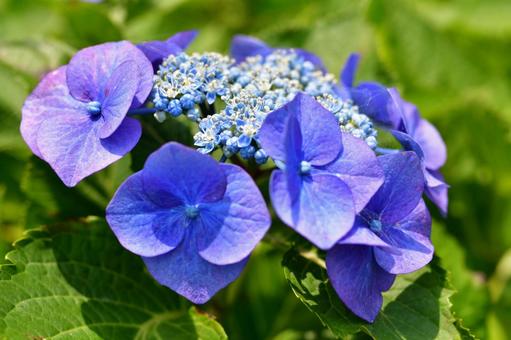 紫陽花の季節の写真