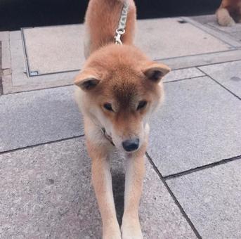 柴犬 柴犬の写真