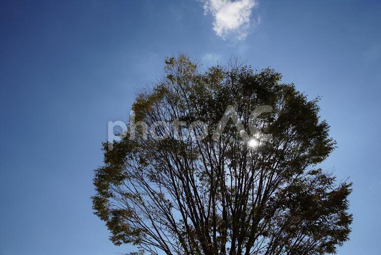 青空と木 青空,木,何人もありませんの写真素材