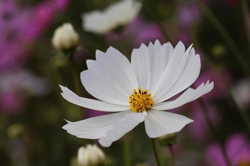 花畑の白い花びらのコスモスの花のアップ 花畑の白い花びらのコスモスの花のアップの写真