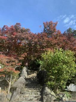 石段を彩る紅葉と青空 石段を彩る紅葉と青空の写真