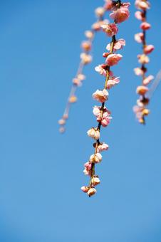 青空に映える満開の枝垂れ梅 梅,迎春,梅の花の写真素材