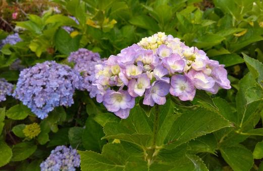 紫陽花 紫陽花の写真