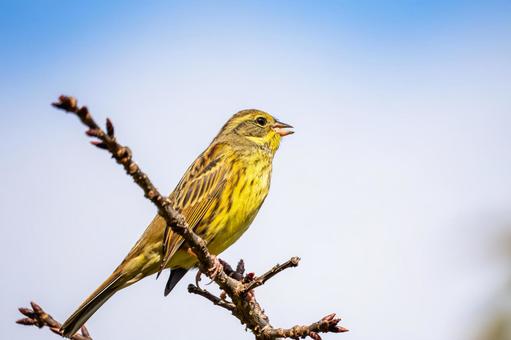 アオジ(46)の写真