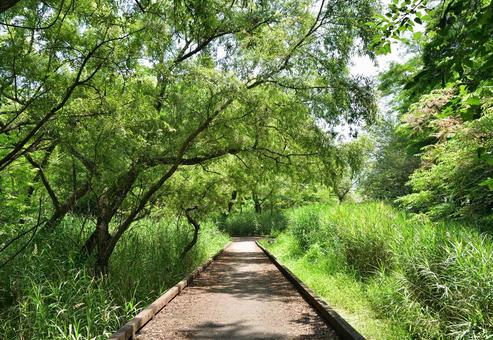 木陰の遊歩道 木陰の遊歩道の写真