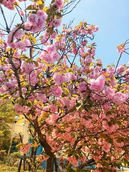 花 花の写真