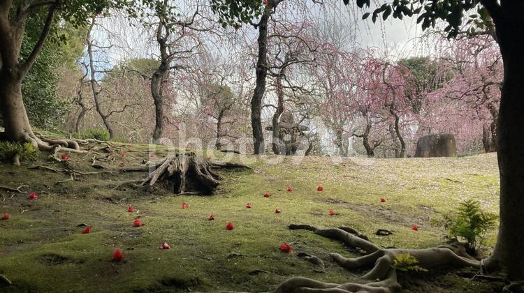 京都城南宮　しだれ梅椿まつり 京都,城南宮,しだれ梅椿まつりの写真素材