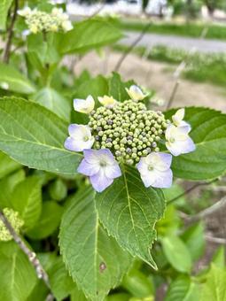 咲き始めの紫陽花 咲き始めの紫陽花の写真