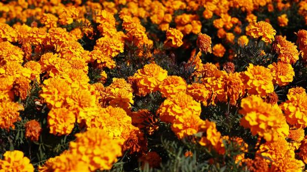 【花の写真】マリーゴールド マリーゴールド,11月,本庄市の写真素材