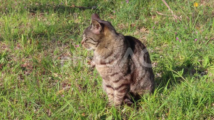 日向ぼっこを猫背で決めるモフモフな猫 猫,キジトラ,お座りの写真素材