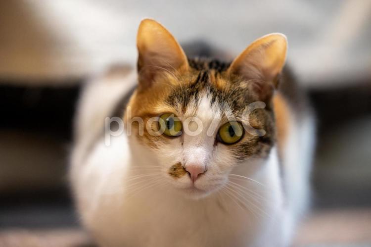 正面から撮るカメラ目線の猫 猫,ねこ,ネコの写真素材