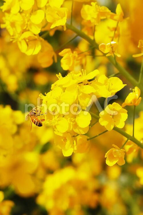 菜の花とミツバチ ミツバチ,働き蜂,ハチの写真素材