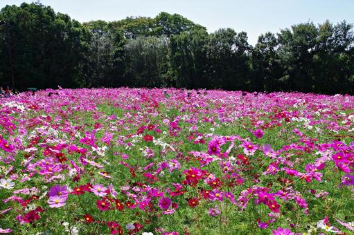 コスモス満開 コスモス満開 コスモス,秋桜,満開の写真素材