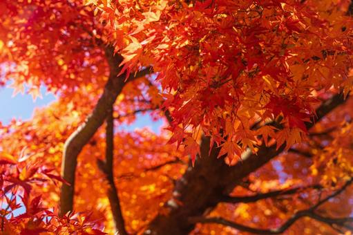 秋の真っ赤な紅葉 秋の真っ赤な紅葉の写真
