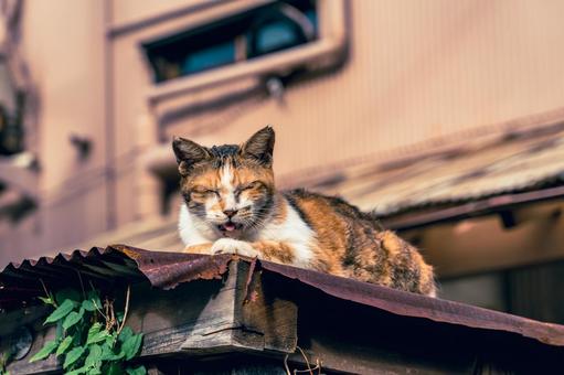 屋根に乗る野良猫 屋根に乗る野良猫の写真