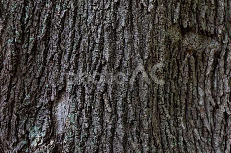 木の皮 木の皮,木,皮の写真素材