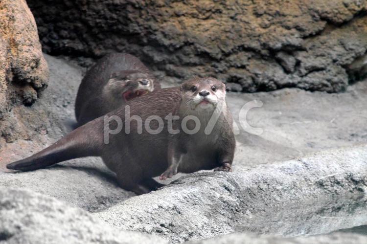 寄り添うコツメカワウソの夫婦③ カワウソ,コツメカワウソ,動物の写真素材