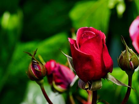 赤いバラの花とつぼみ 赤いバラの花とつぼみの写真