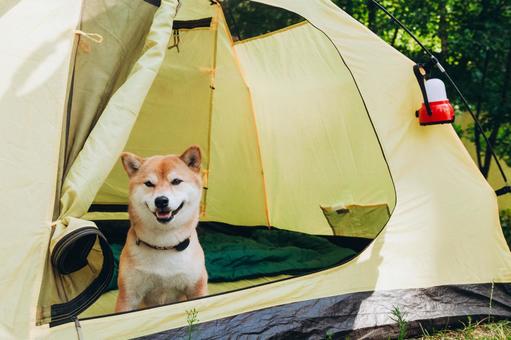 テントの中から顔を出す犬の写真