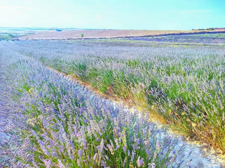 ラベンダー畑 ラベンダー畑 ラベンダー,花,ハーブの写真素材