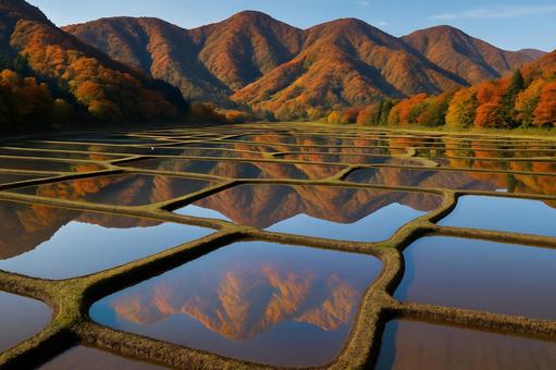秋山映す水田パターン 秋山映す水田パターンの写真