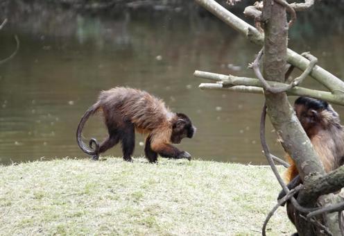 みつけた! フサオマキザル みつけた! フサオマキザル サル,オマキザル,かわいいの写真素材