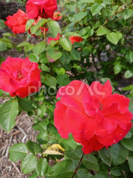 鮮やかに咲く赤いバラの花と緑の葉 花,バラ,赤の写真素材