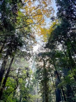 紅葉し始めた木々と木漏れ日 紅葉し始めた木々と木漏れ日 木漏れ日,紅葉,癒しの写真素材