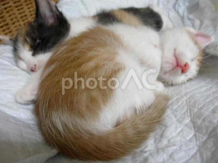 寄り添って眠るに匹の子猫 子猫,猫,可愛いの写真素材