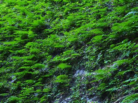 斜面に生えるシダ植物（下から撮影、素材） 緑色,灰色,シダ植物の写真素材