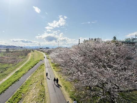 河川敷の桜 河川敷の桜の写真