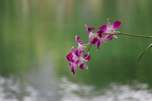 ピンクの花びらの蘭の花のアップ ピンクの花びらの蘭の花のアップの写真