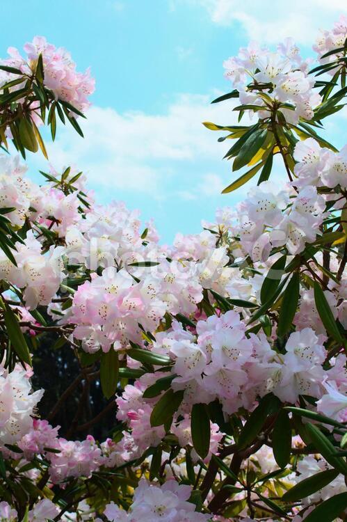 シャクナゲ５（高解像度写真有り） シャクナゲ,春,３月の写真素材