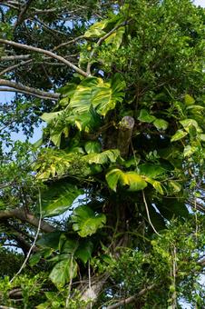 奄美大島　ハブカズラ 鹿児島県,奄美大島,奄美の写真素材