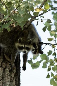 2匹のアライグマの写真