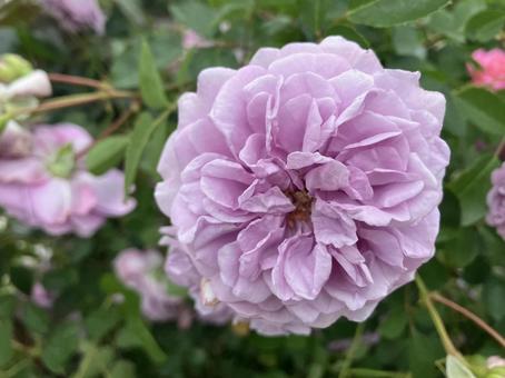 Purple Rose, JPG Purple Rose, JPG