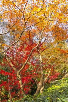 紅葉したモミジ 紅葉したモミジの写真