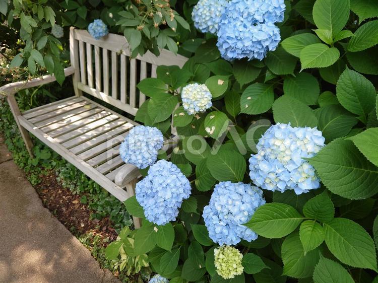 あじさい あじさい,アジサイ,紫陽花の写真素材