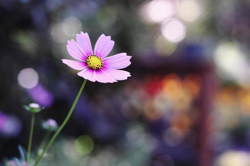 Colorful background with cosmos flowers, JPG