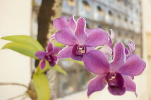 Photo, flower, plant, natural, 