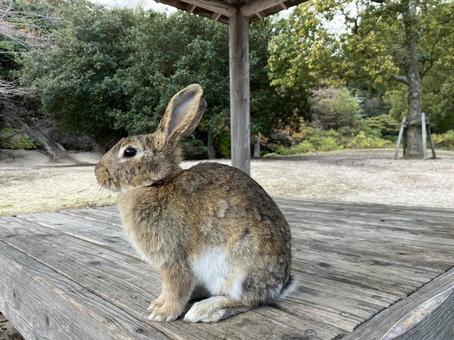 野生のうさぎ 野生のうさぎ うさぎ,ウサギ,自然の写真素材