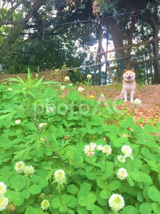 シロツメクサと犬 みどり,シロツメクサ,地面の写真素材