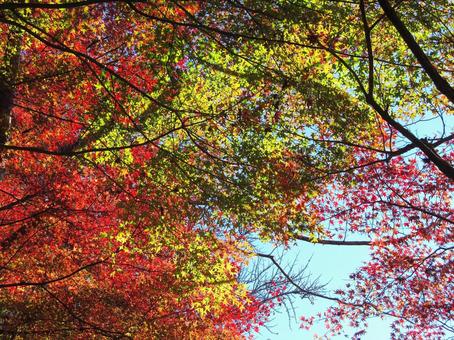 紅葉風景 紅葉風景 紅葉,秋,青空の写真素材