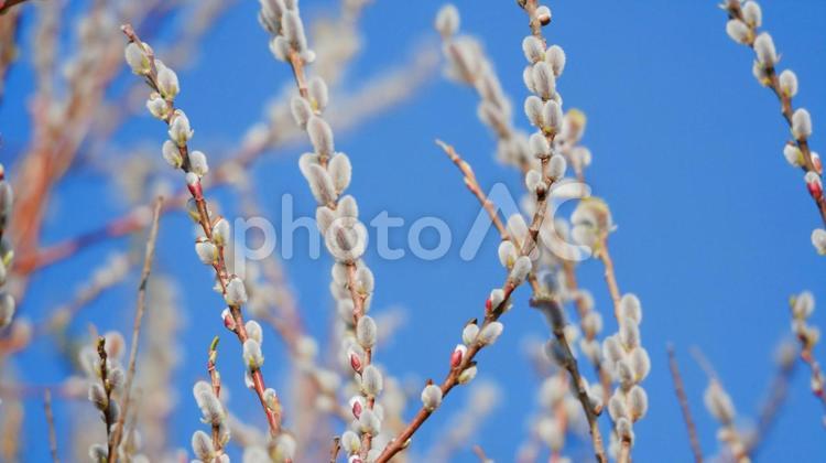青空の下で幻想的に揺れるネコヤナギ ネコヤナギ,花,白の写真素材