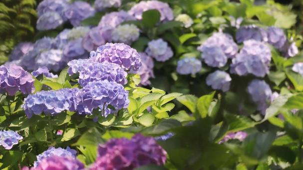 木漏れ日に咲く満開の紫陽花の花 木漏れ日に咲く満開の紫陽花の花 紫陽花,花,梅雨の写真素材